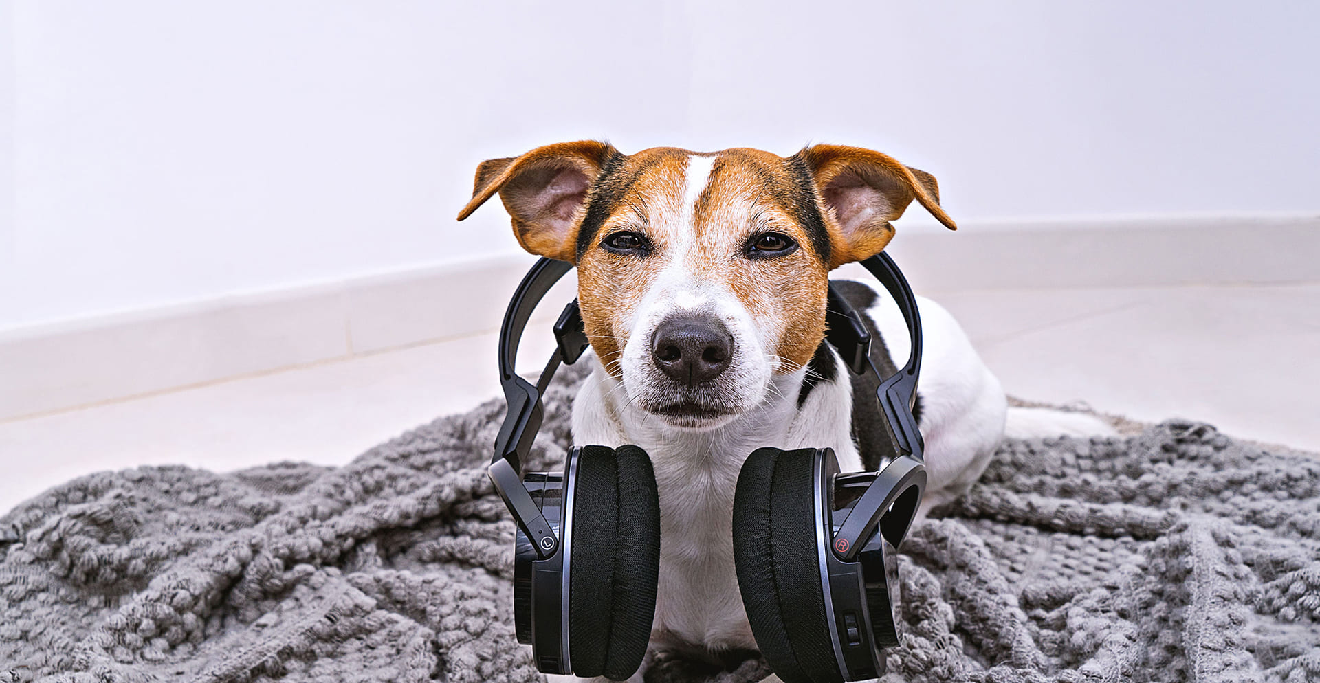 Hund mit Kopfhörern auf Decke wird an Geräusche gewöhnt
