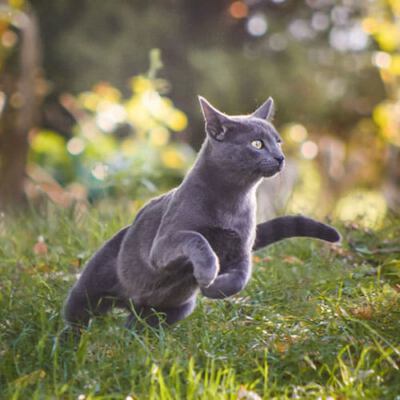 Graue Katze springt durch grünes Gras