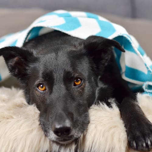 Hund liegt zuhause an einem ruhigen Platz mit einer Decke zugedeckt