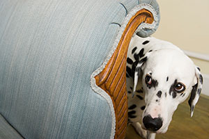 Ängstlicher Dalmatiner versteckt sich hinter Couch