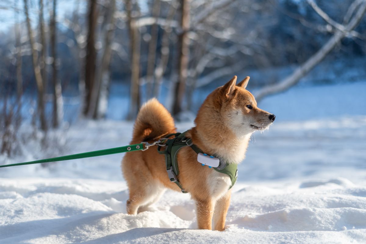 Angeleinter Hund mit GPS Tracker am Halsband im Schnee