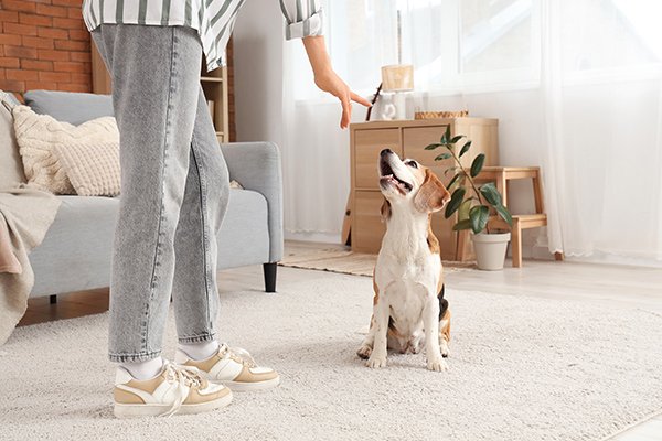 Kleiner Hund, der im Wohnzimmer trainiert wird
