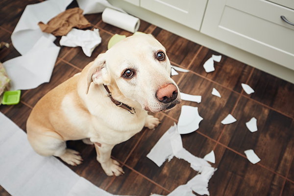 Weisser Hund, der alleine zuhause Papier zerfetzt hat
