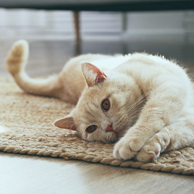 Verschmuste Katze spielt auf Teppich in der Wohnung alleine