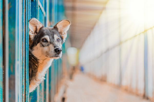 hund im tierheim schaut aus zwinger