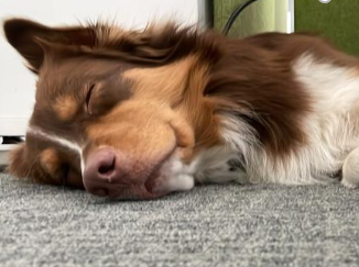 hund liegt entspannt auf teppichboden und schläft