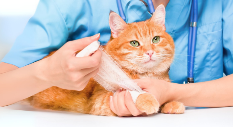 katze bekommt einen verband vom tierarzt