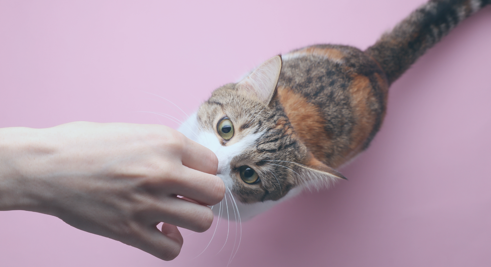Katze bekommt Tablette