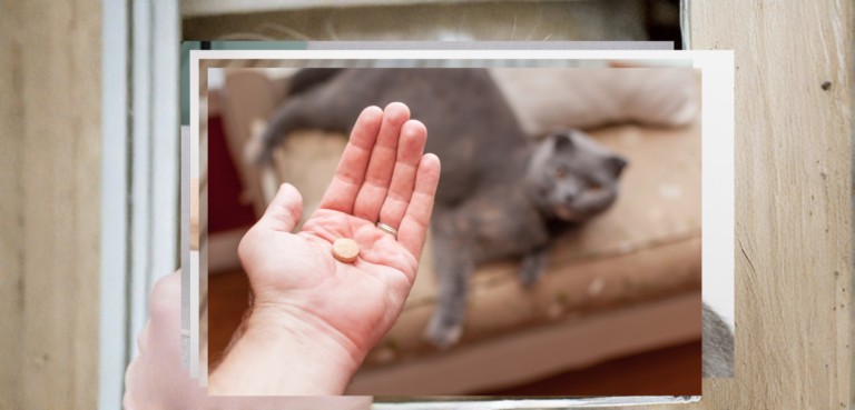Handfläche mit Tablette über liegender Katze