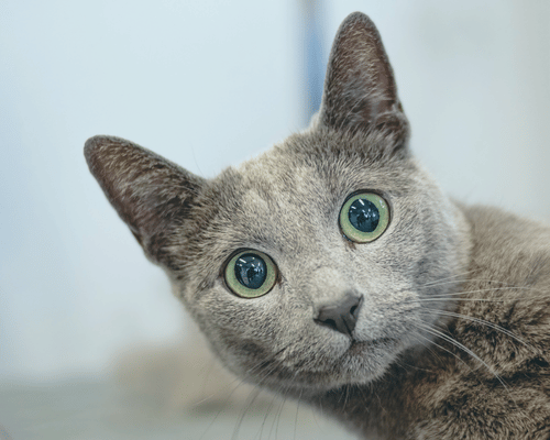 Katze blickt leicht erschrocken in die Kamera