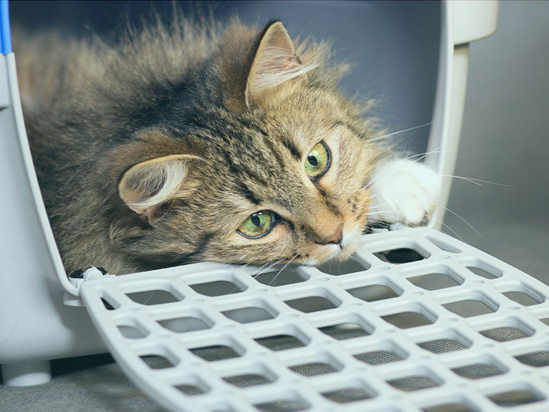 Katze liegt entspannt in einer offenen Transportbox