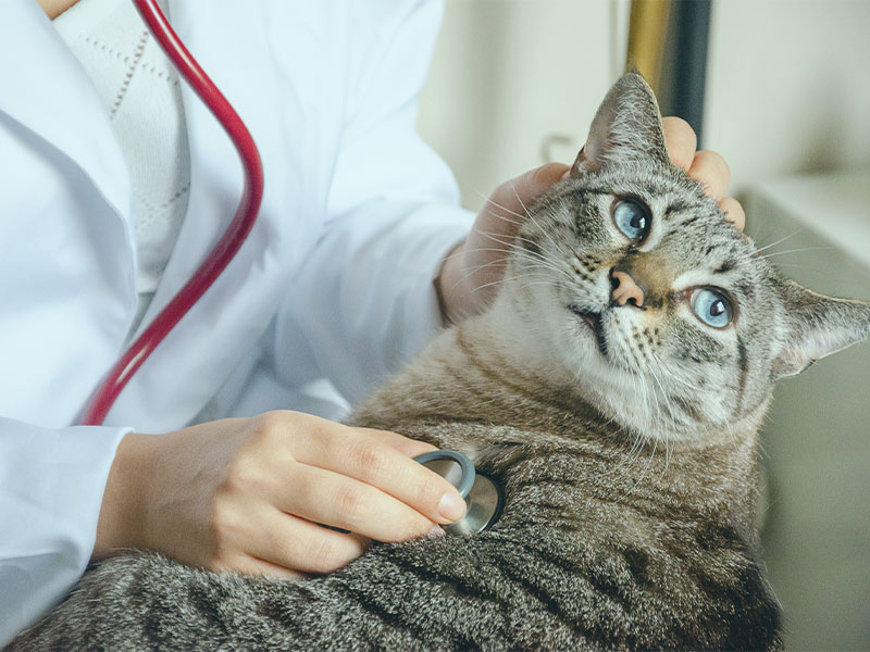 Katze wird von Tierärztin untersucht