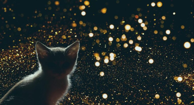 Kleine Katze vor goldenem Feuerwerk