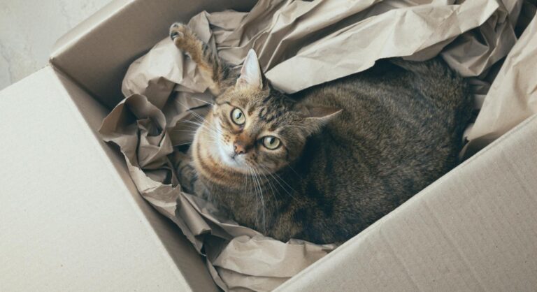 Nach oben blickende Katze im Umzugskarton