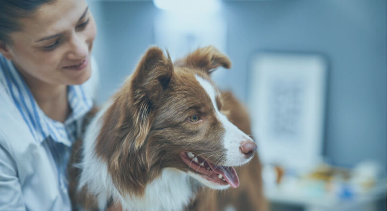 Border Collie in Behandlung bei Tierärztin