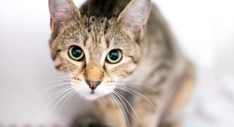 Katze mit geweiteten Pupillen und angespannter Körperhaltung als Anzeichen für Stress